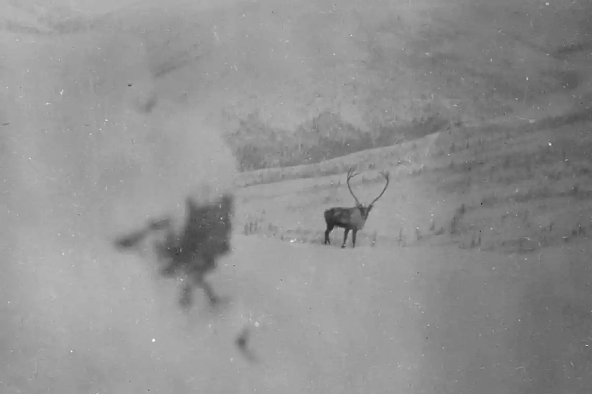 Image taken of a caribou somwhere in the northwest territory of Canada around 1900, Photographer: Woodside, H.J., 1858-1929
